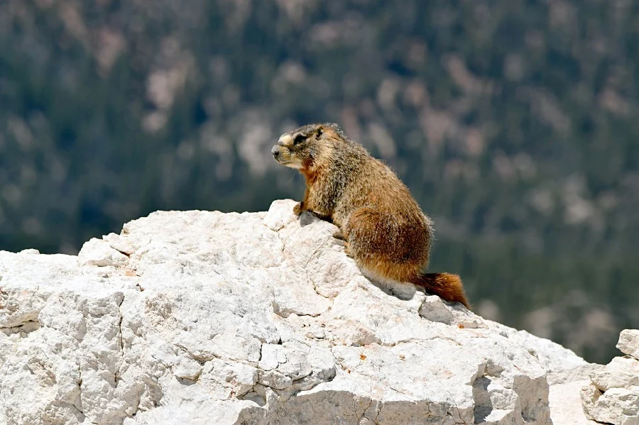 yellow-bellied-marmot-2069494_1920_1593517861.webp